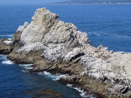 Brown pelicans on a rock at Pt Lobos